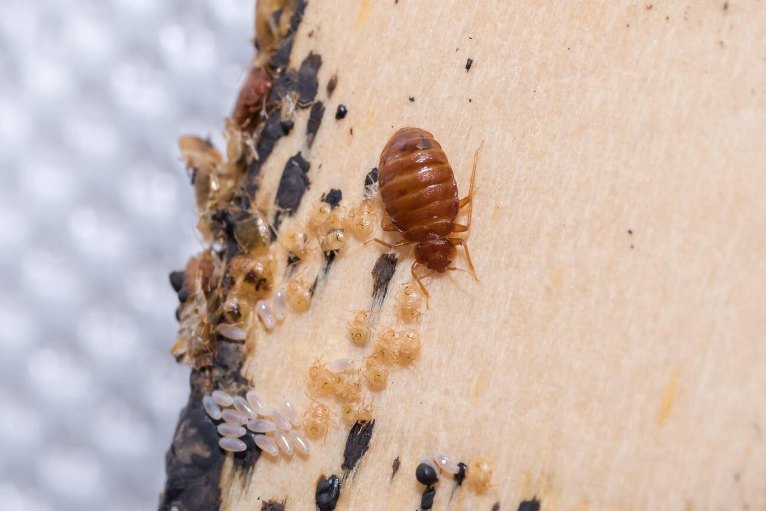 Bed Bug Control Services in Nairobi