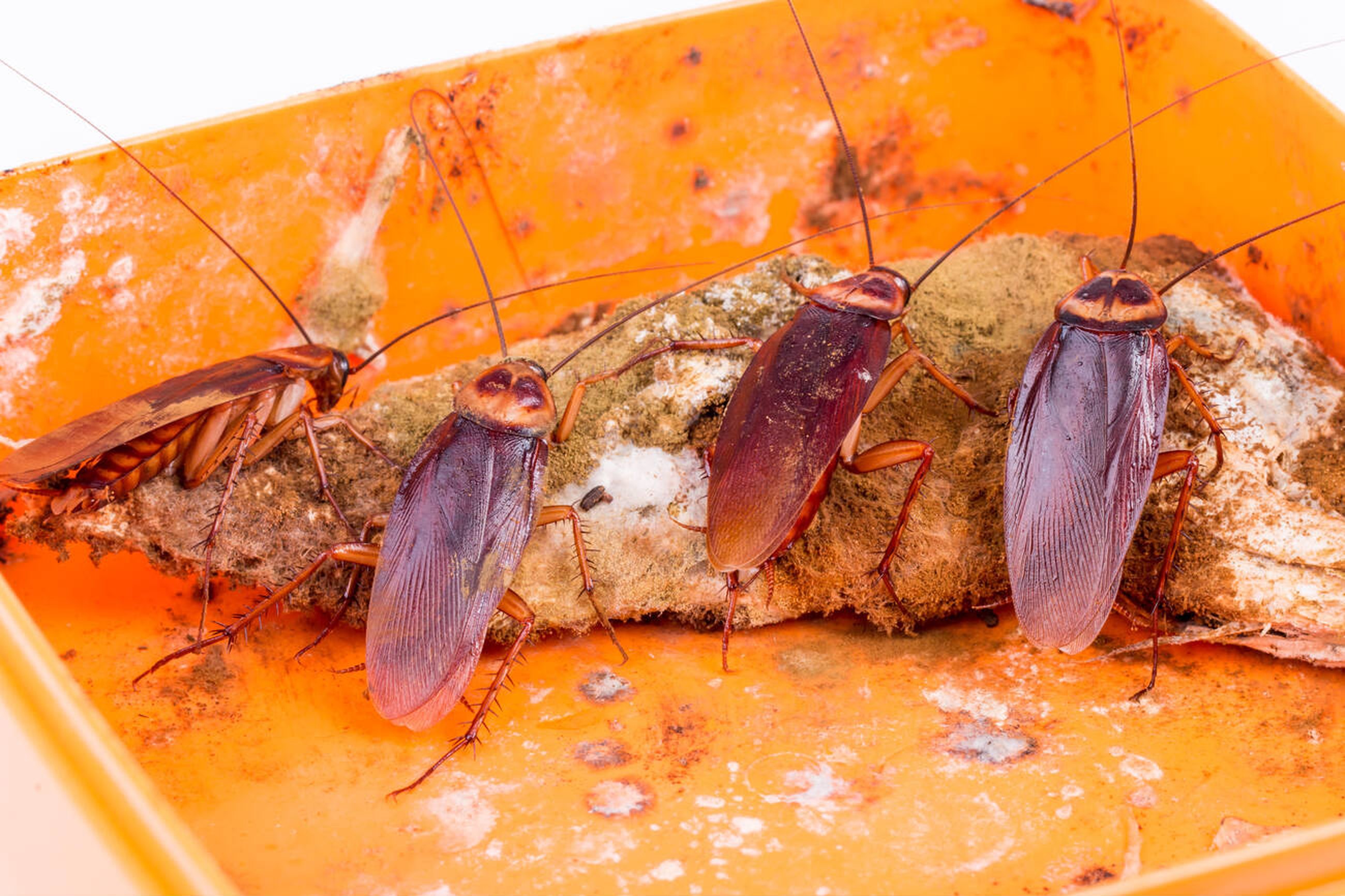 Expert Cockroach Control Services in Nairobi