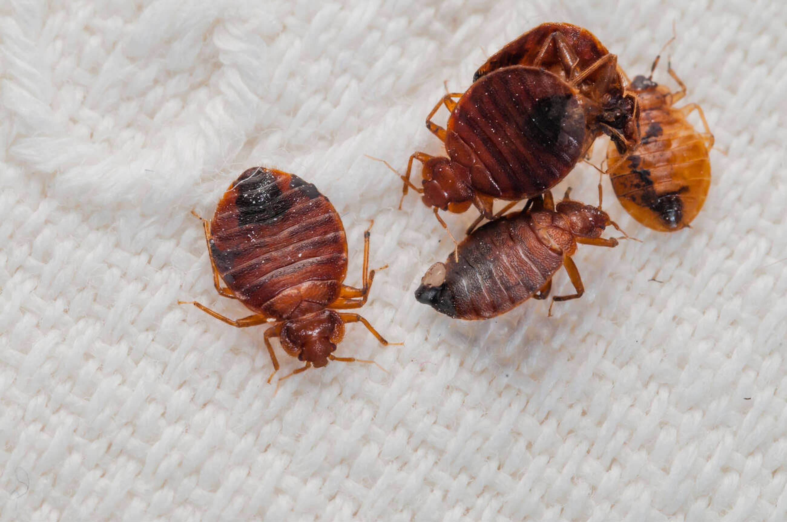 Hotel and Restaurant Pest Control